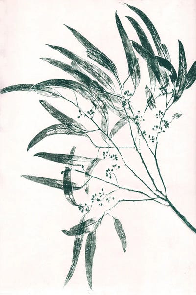 Eucalyptus: Eucalyptus II Green by Pernille Folcarelli