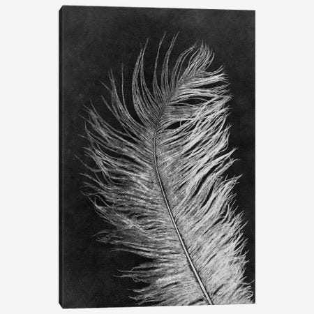 Feather III Dark Canvas Print #PNF24} by Pernille Folcarelli Canvas Print