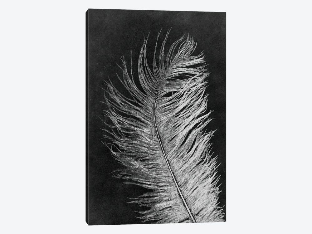 Feather III Dark by Pernille Folcarelli 1-piece Canvas Print