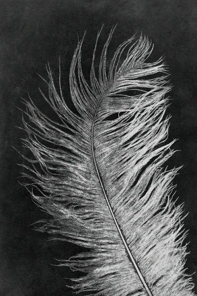 Feather III Dark