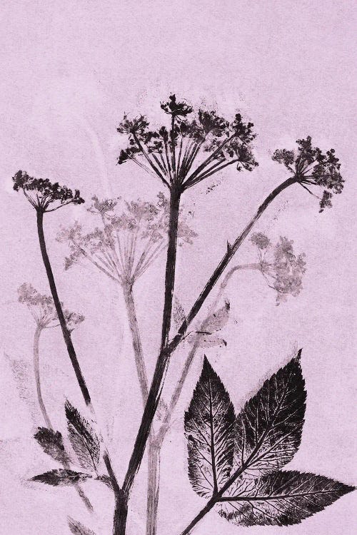 Ground Elder Violet by Pernille Folcarelli wall art