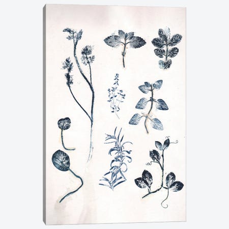 Herbs Garden Blue Canvas Print #PNF27} by Pernille Folcarelli Canvas Art Print
