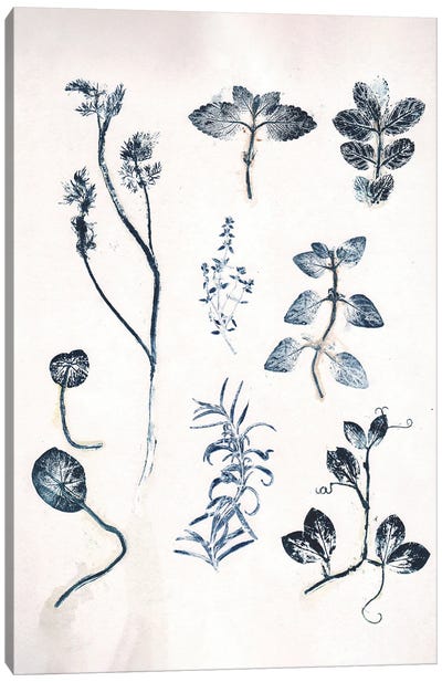 Herbs Garden Blue Canvas Art Print - Herb Art