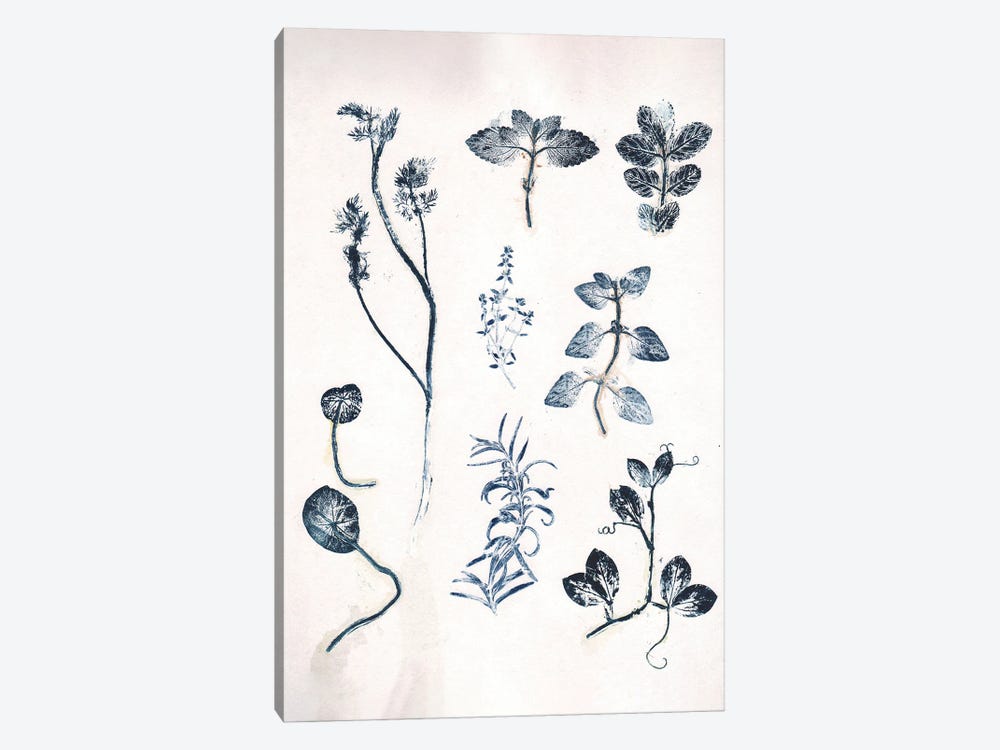 Herbs Garden Blue by Pernille Folcarelli 1-piece Canvas Artwork