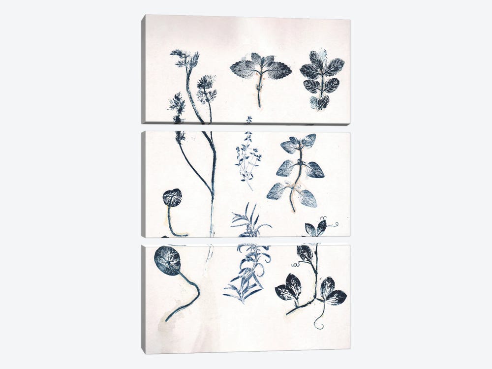 Herbs Garden Blue by Pernille Folcarelli 3-piece Canvas Artwork