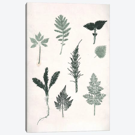 Herbs Wild Green Canvas Print #PNF28} by Pernille Folcarelli Canvas Art