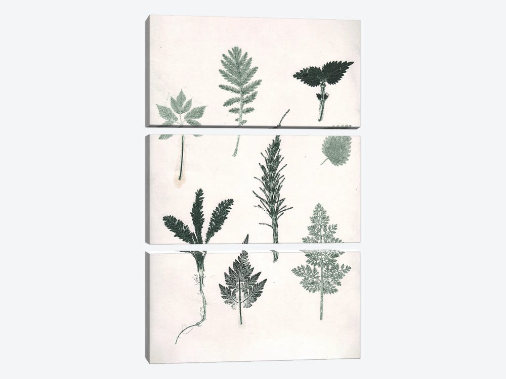 Herbs Wild Green by Pernille Folcarelli 3-piece Art Print