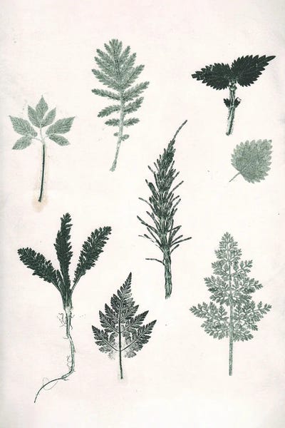 Pernille Folcarelli: Herbs Wild Green by Pernille Folcarelli