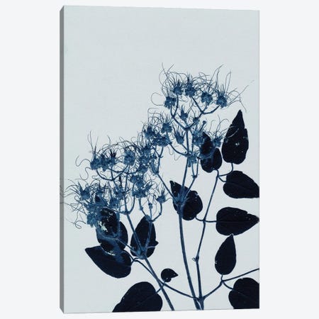 Clematis I Blue Canvas Print #PNF9} by Pernille Folcarelli Canvas Wall Art