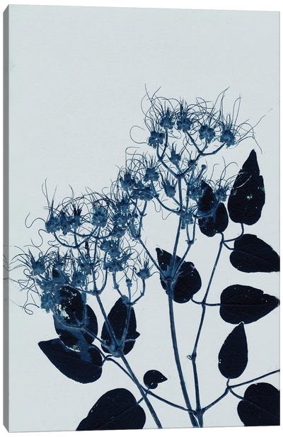 Clematis I Blue Canvas Art Print