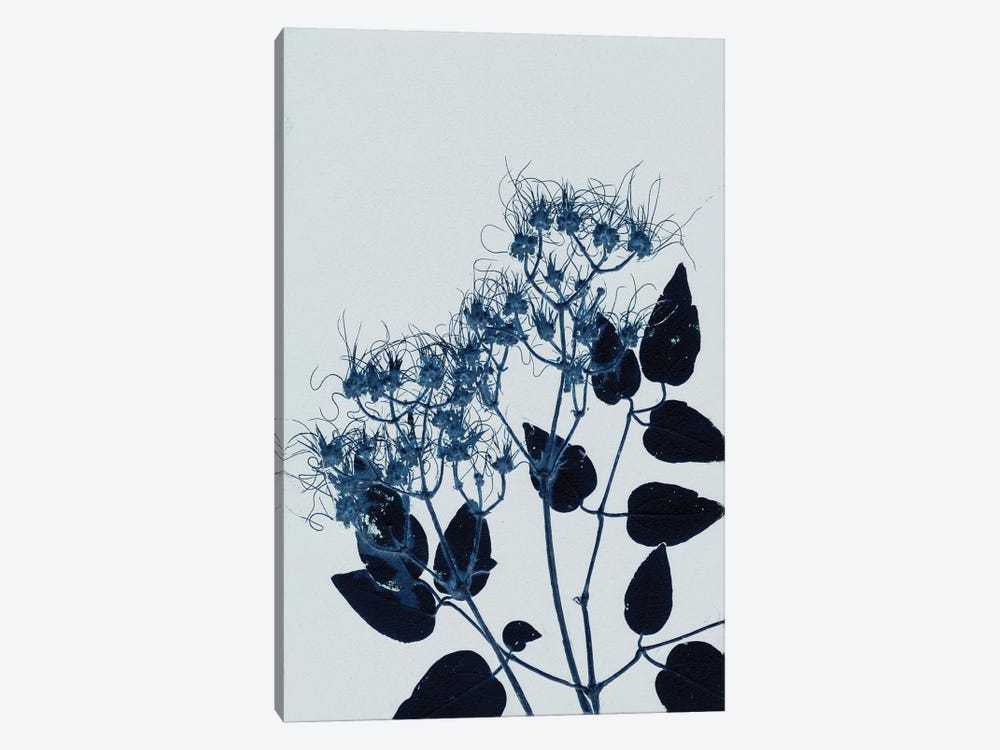 Clematis I Blue by Pernille Folcarelli 1-piece Canvas Art Print