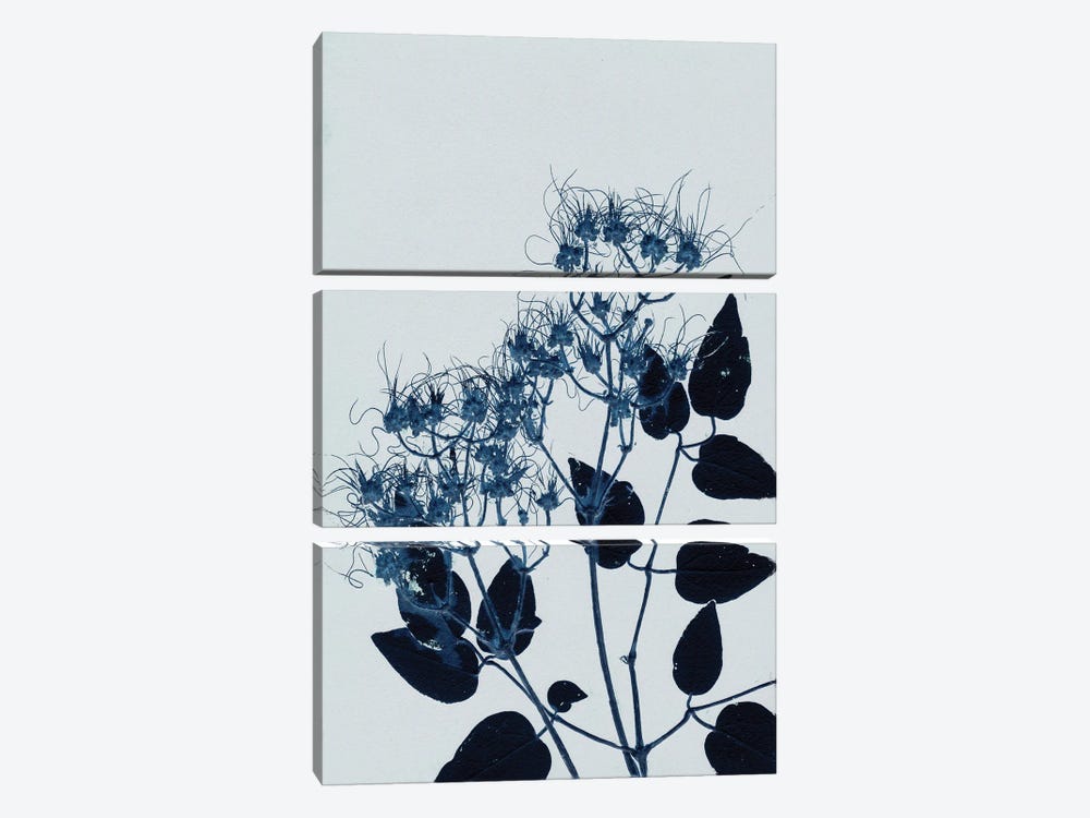 Clematis I Blue by Pernille Folcarelli 3-piece Art Print