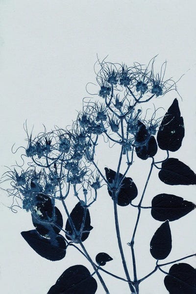 Pernille Folcarelli: Clematis I Blue by Pernille Folcarelli