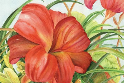 Hibiscuses
