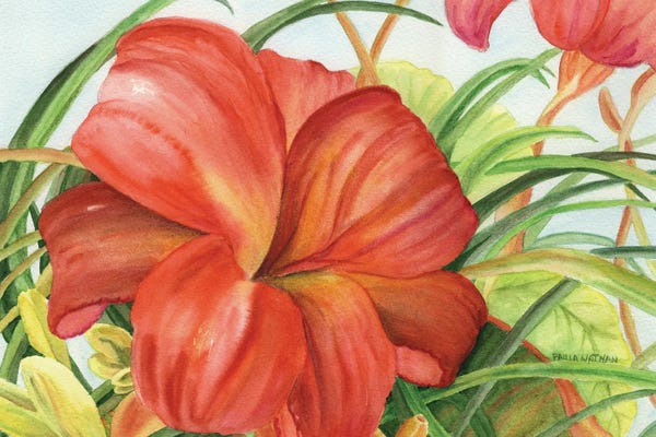 Hibiscuses: Botanic Flower by Paula Nathan