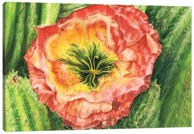 Flying Saucer Cactacea Flower-Chicago Botanic Garden Canvas Art Print - Paula Nathan