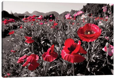 Red Poetry Canvas Art Print - Garden & Floral Landscape Art