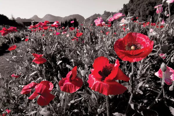 Color Pop Photography: Red Poetry by 5by5collective