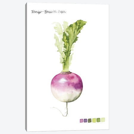 Root Vegetable VI Canvas Print #POP102} by Grace Popp Art Print