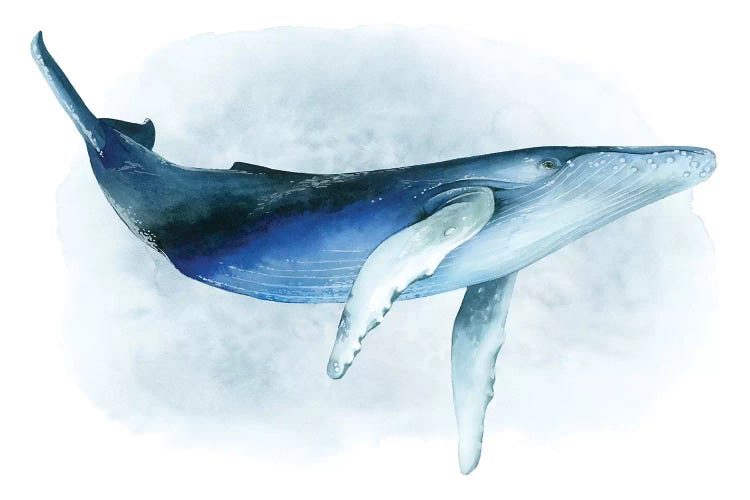 Watercolor Humpback I