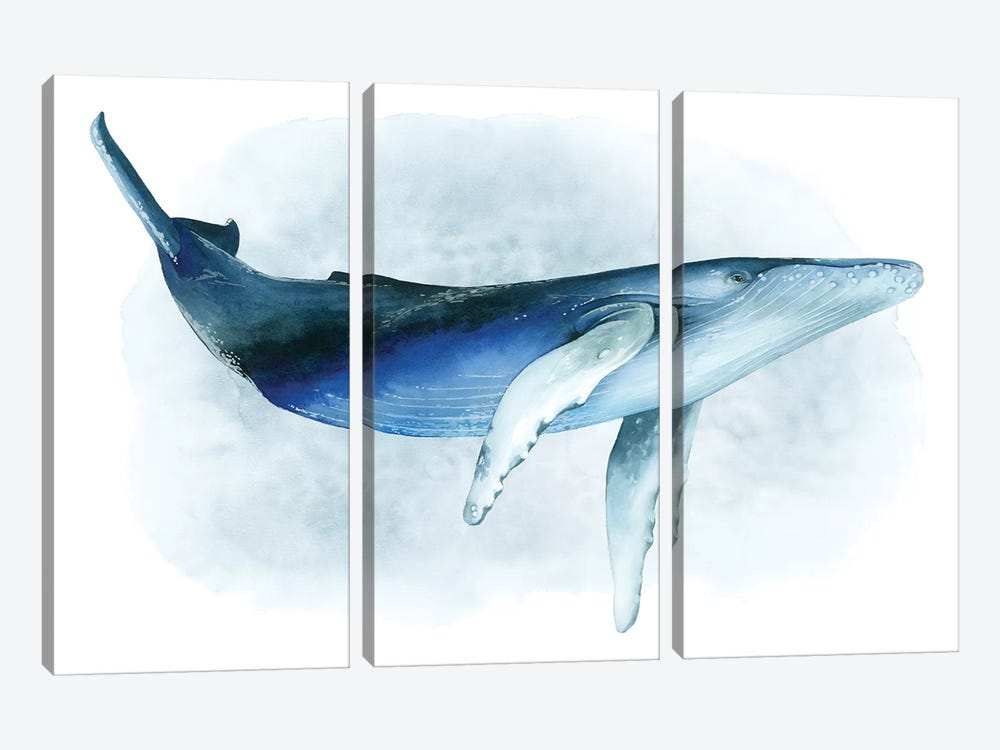 Watercolor Humpback I by Grace Popp 3-piece Canvas Print