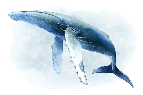 Kids Ocean Life Art: Watercolor Humpback II by Grace Popp