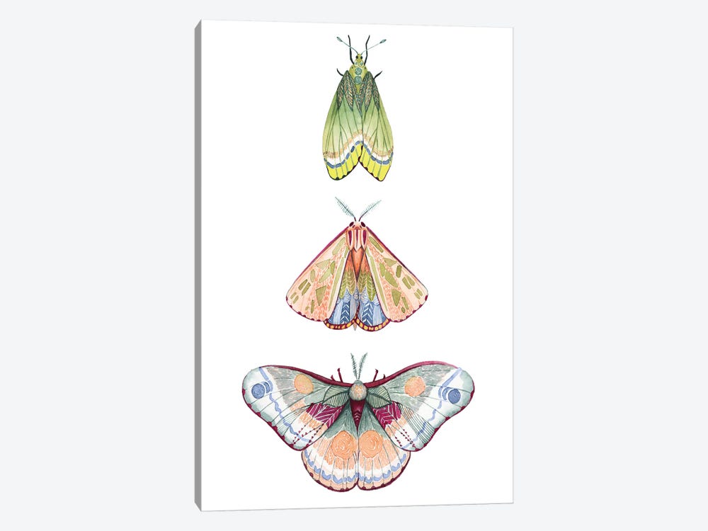 Moth Fairies II by Grace Popp 1-piece Canvas Artwork