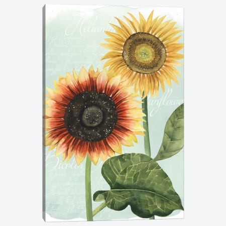 Sunflower Study I Canvas Print #POP121} by Grace Popp Canvas Art Print