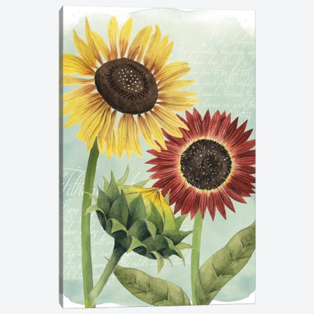 Sunflower Study II Canvas Print #POP122} by Grace Popp Art Print