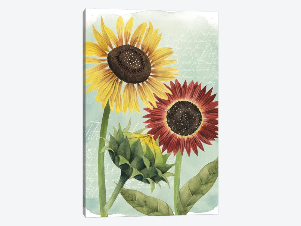 Sunflower Study II by Grace Popp 1-piece Canvas Art Print