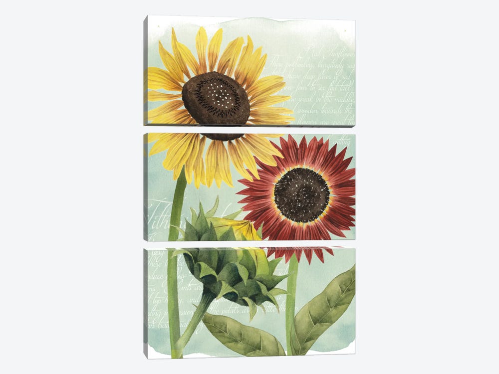 Sunflower Study II 3-piece Canvas Art Print