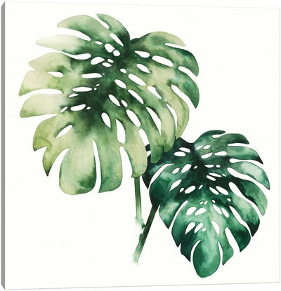 Tropical Plant II Canvas Art Print