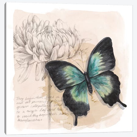 Shadow Box Butterfly III Canvas Print #POP1528} by Grace Popp Canvas Wall Art