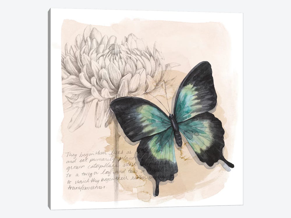 Shadow Box Butterfly III by Grace Popp 1-piece Art Print