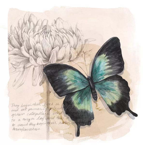 Butterflies and Flowers: Shadow Box Butterfly III by Grace Popp