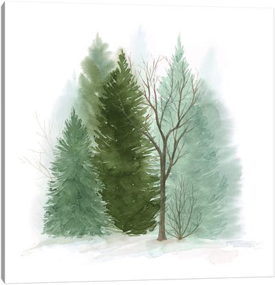 Walk in the Woods II Canvas Art Print - Pine Trees