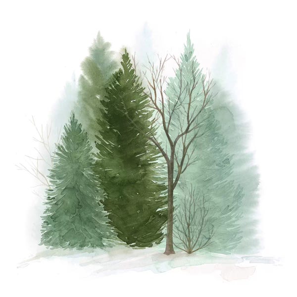 Pine Trees: Walk in the Woods II by Grace Popp