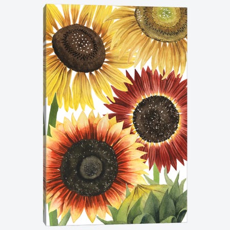 Sunflower Harvest Collection B Canvas Print #POP1814} by Grace Popp Canvas Print