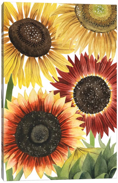 Sunflower Harvest Collection B Canvas Art Print - Thanksgiving Art