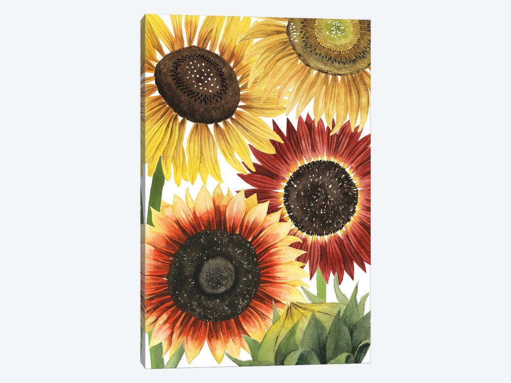 Sunflower Harvest Collection B by Grace Popp 1-piece Canvas Print