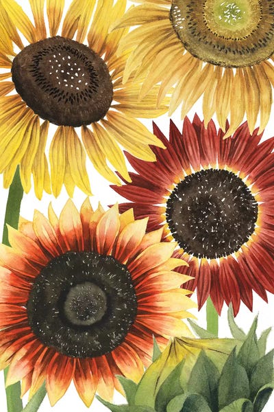 Sunflowers: Sunflower Harvest Collection B by Grace Popp