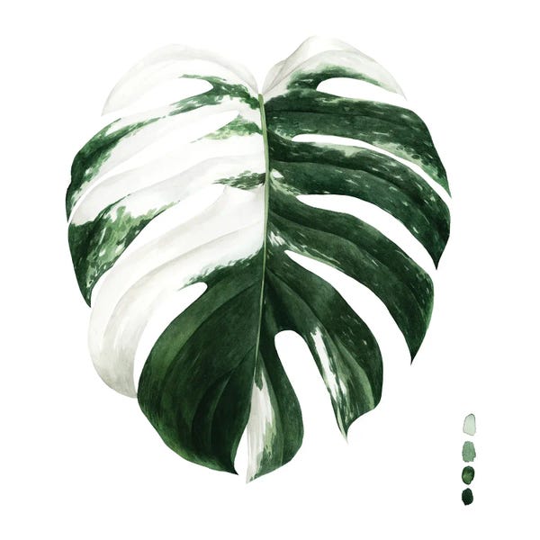 Botanical Still Life: Variegated Monstera II by Grace Popp