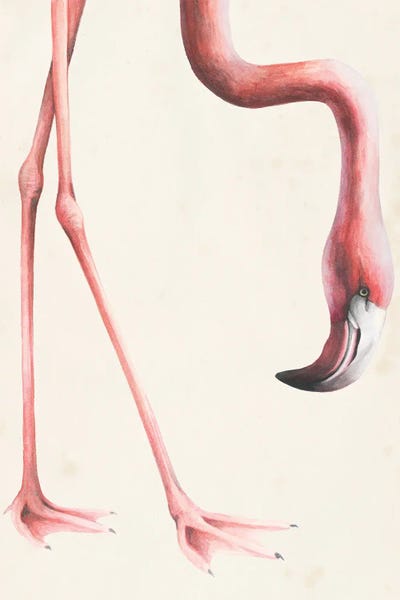 Flamingos: At Your Feet I by Grace Popp