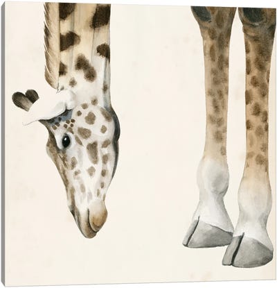 At Your Feet II Canvas Art Print - Giraffe Art