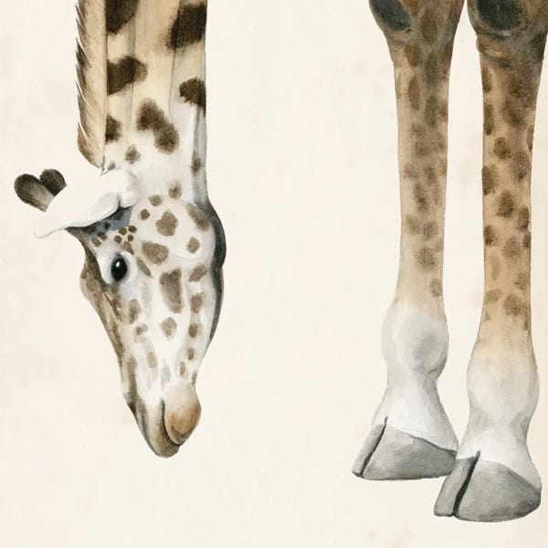 Giraffes: At Your Feet II by Grace Popp