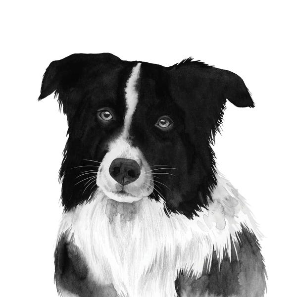 Border Collies: Border Collie II by Grace Popp