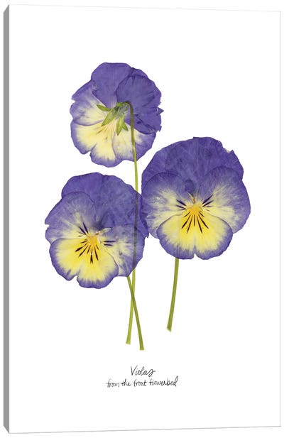 Pressed Violas I Canvas Art Print - Violets