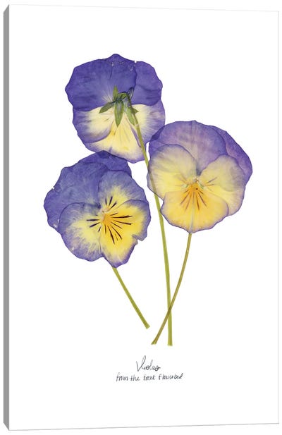 Pressed Violas II Canvas Art Print - Violets