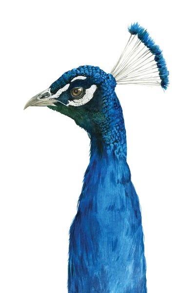 Peacocks: Peacock Portrait II by Grace Popp