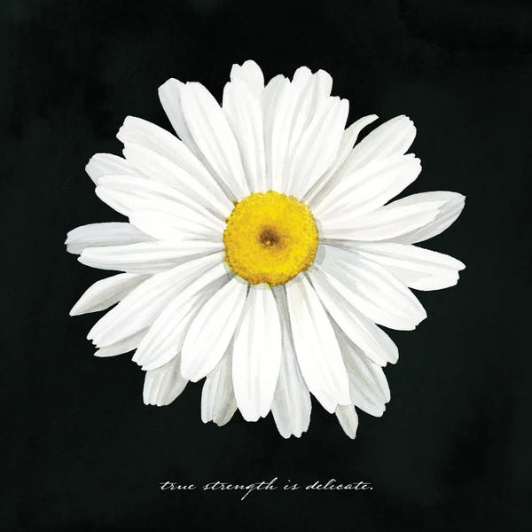 Daisies: Delicate Daisy II by Grace Popp